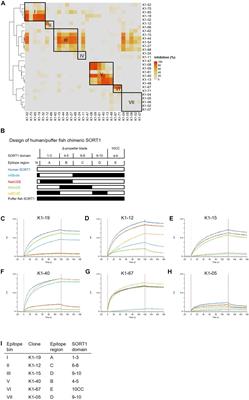 Anti-sortilin1 Antibody Up-Regulates Progranulin via Sortilin1 Down-Regulation